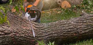 Best Firewood Processing and Delivery  in Summit View, WA
