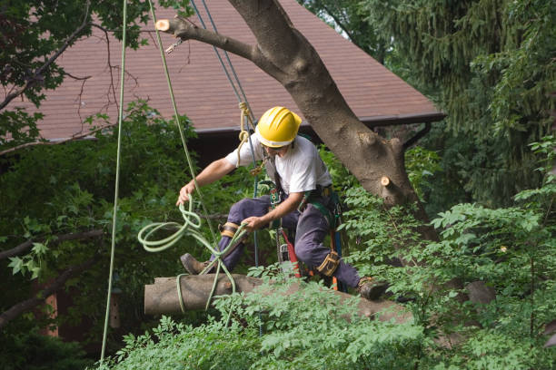 Best Utility Line Clearance  in Summit View, WA