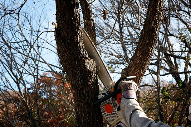 Best Tree Preservation Services  in Summit View, WA