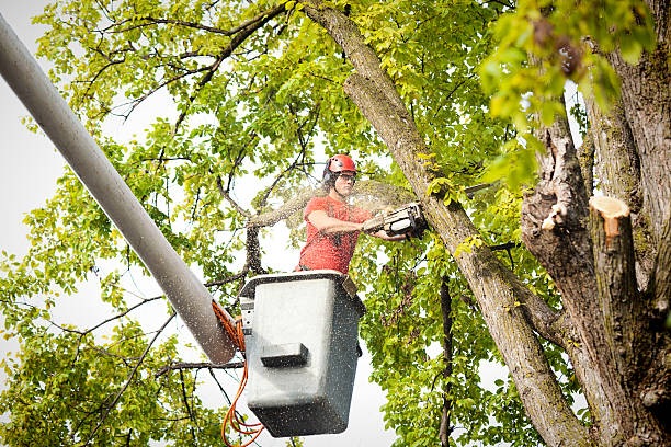 Reliable Summit View, WA Tree Care Solutions